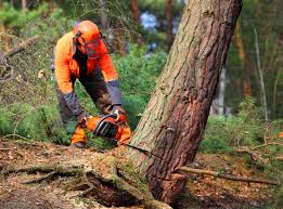 Soil Testing and Treatment in La Caada Flintridge, CA