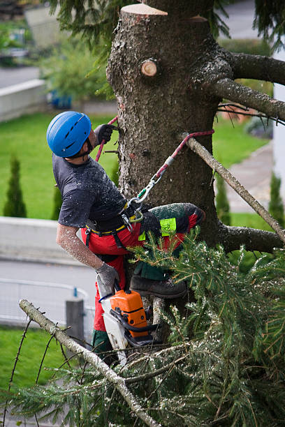Best Tree Maintenance Programs  in La Ada Flintridge, CA